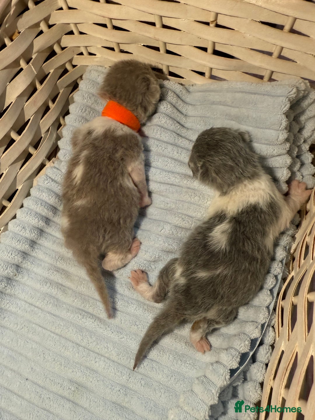 British Shorthair cats for sale: Pure British Shorthair outstanding quality 😻🥇🏆 - Advert 9