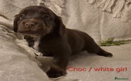 Cocker Spaniel dogs for sale: Exceptional KC Reg Working Cocker Spaniel Puppies - Image 20