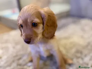 Cockapoo dogs ✨🐶 Gorgeous female cockapoo puppies🐶✨ - Advert 15