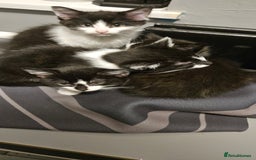 Mixed Breed cats for sale: 11 week old kittens ready for new homes  - Image 2