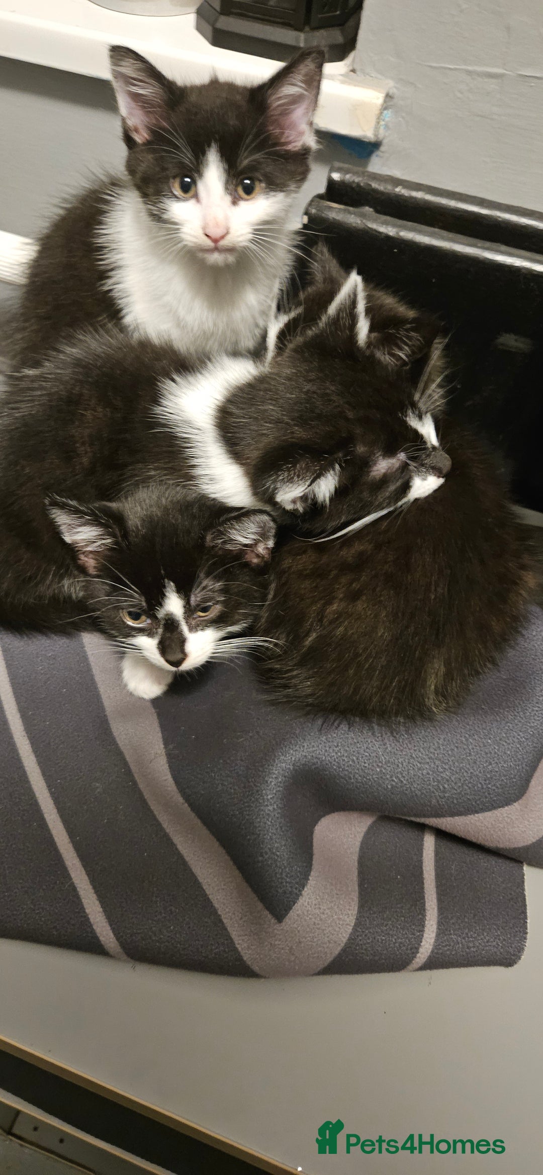 Mixed Breed cats for sale: 11 week old kittens ready for new homes  - Image 2