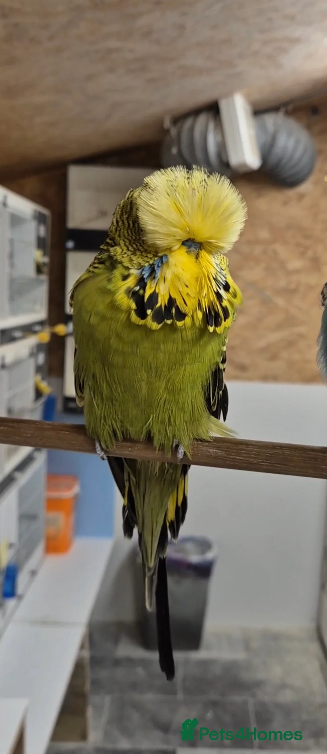 Budgerigars birds for sale: Main Cock for Breeders - Advert 2