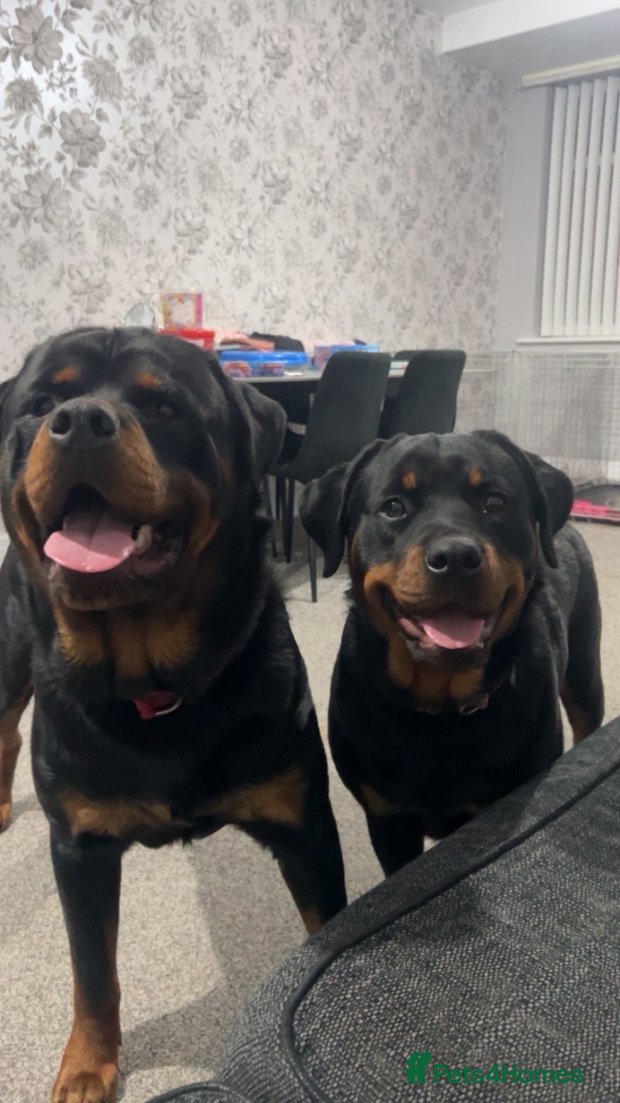 Rottweiler dogs Family raised Rottweiler pair  - Advert 8