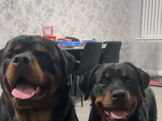 Rottweiler dogs Family raised Rottweiler pair - Advert 8