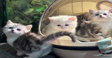 Munchkin cats Full Pedigree Munchkin Kittens  - Advert 7