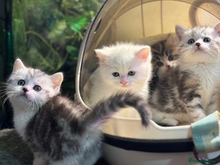 Munchkin cats - Advert 2