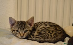 Mixed Breed cats for sale: 😻friendly kittens looking for forever homes - Image 4