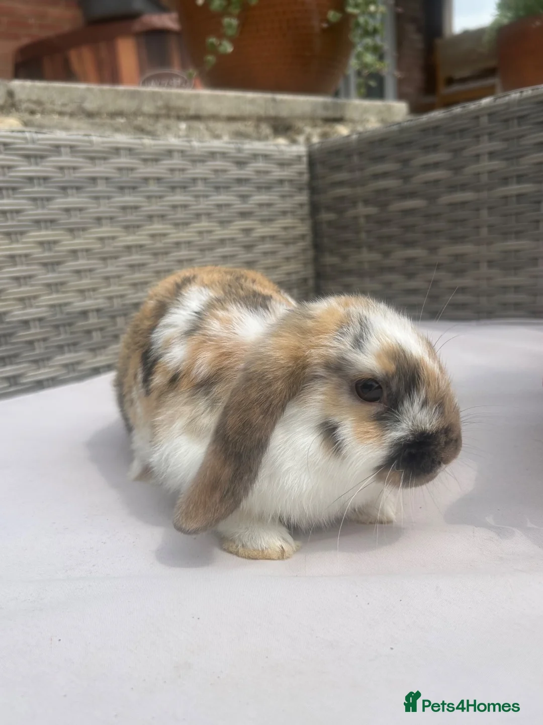 Mini Lop rabbits for sale: Beautiful baby mini lop rabbits  - Advert 2