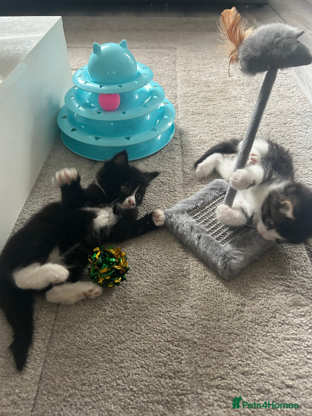 Mixed Breed cats for sale: Mixed breed kittens - Image 15