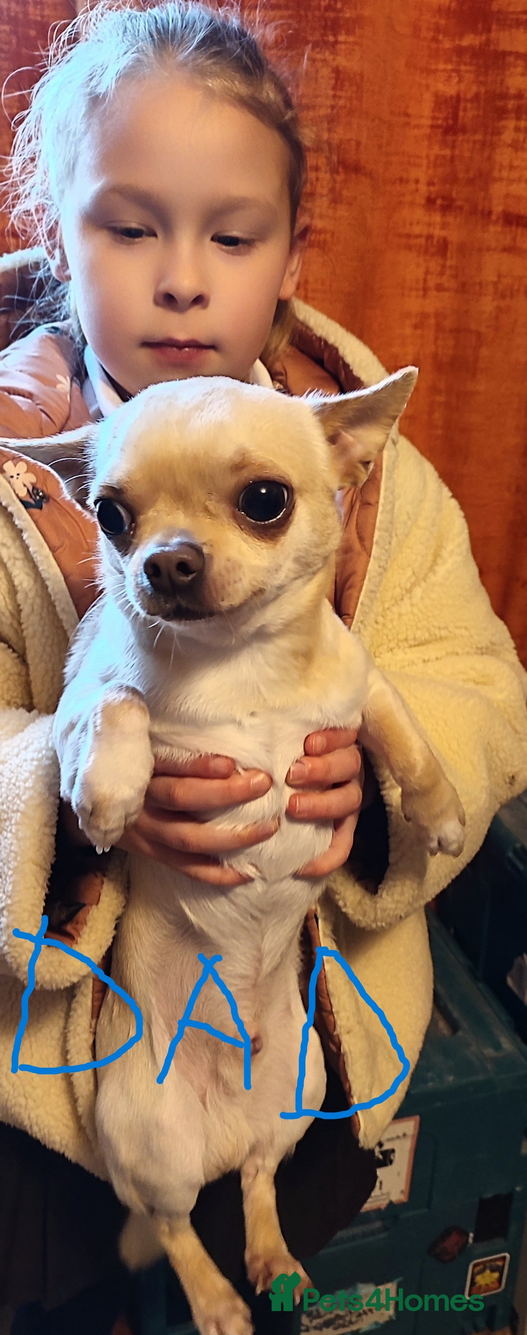 Chihuahua dogs for sale:  Tiny dog chihuahua - Advert 17