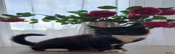 Russian Blue cats for sale: Stunning Russian Blue Cross Available 🐾 - Advert 7