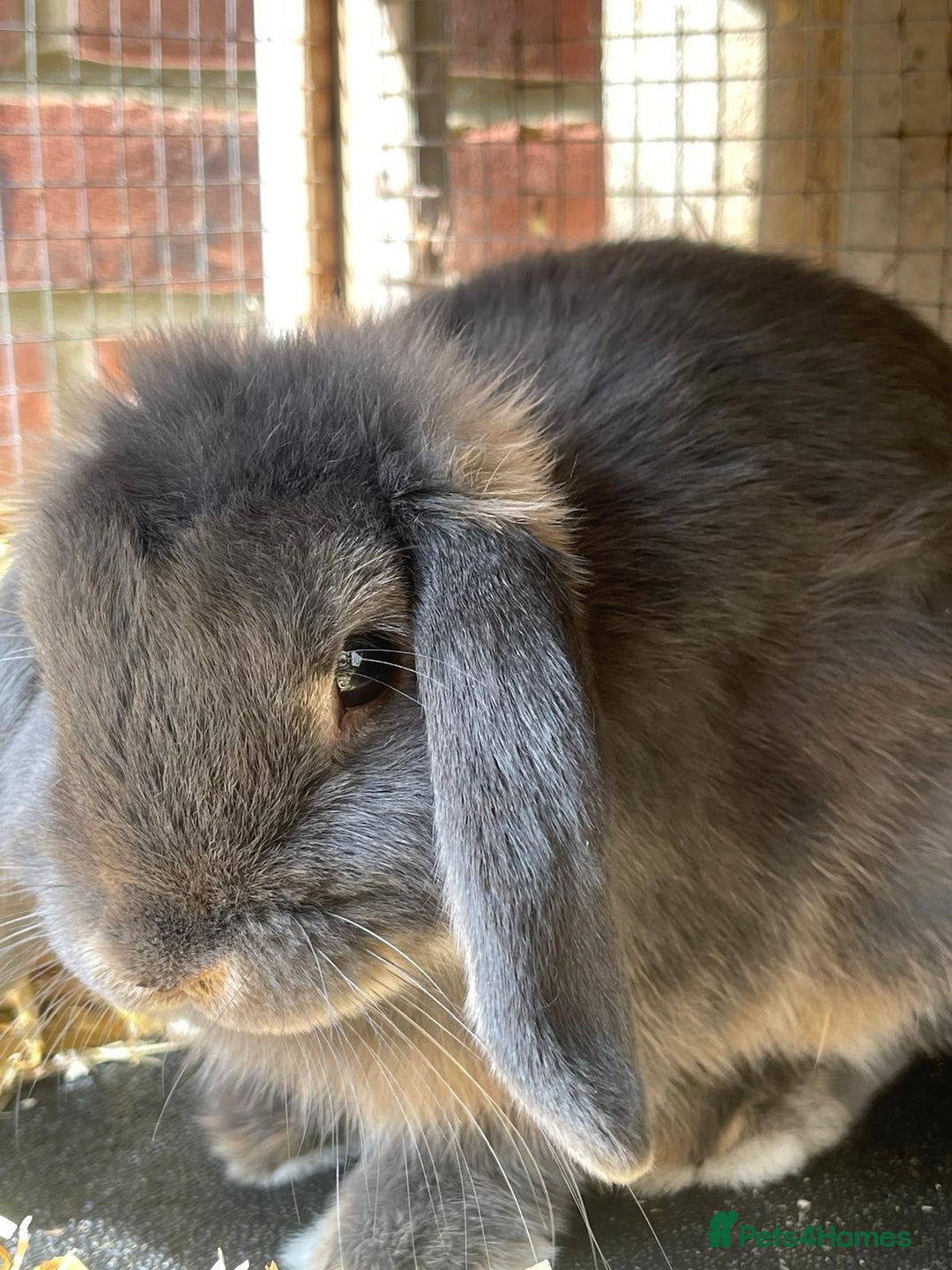 Mini Lop rabbits for sale: Male baby rabbit - Image 4