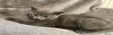 Kitten 2