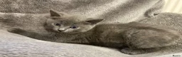 Mixed Breed cats for sale: Beautiful part British blue shorthair kittens  - Advert 9