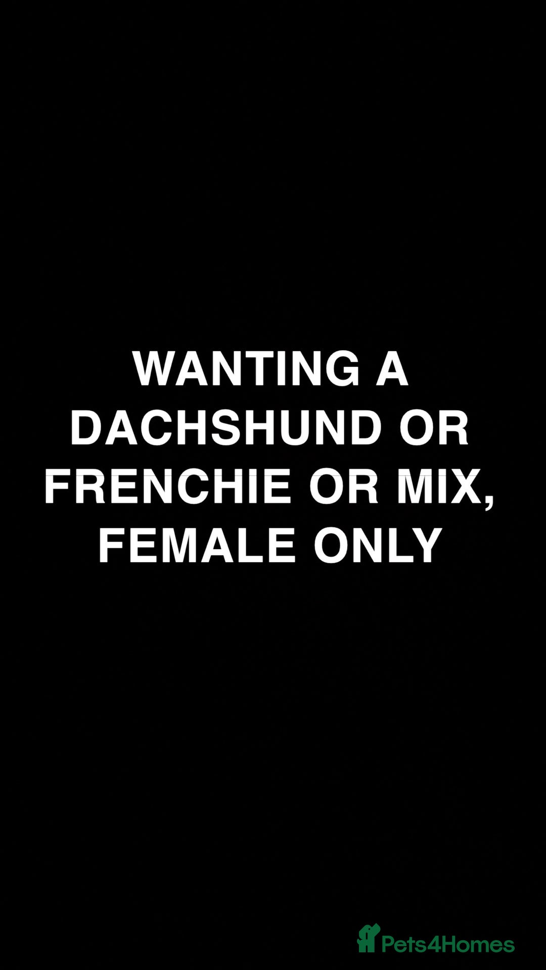 Mixed Breed dogs for sale: Wanting a dog  - Image 1
