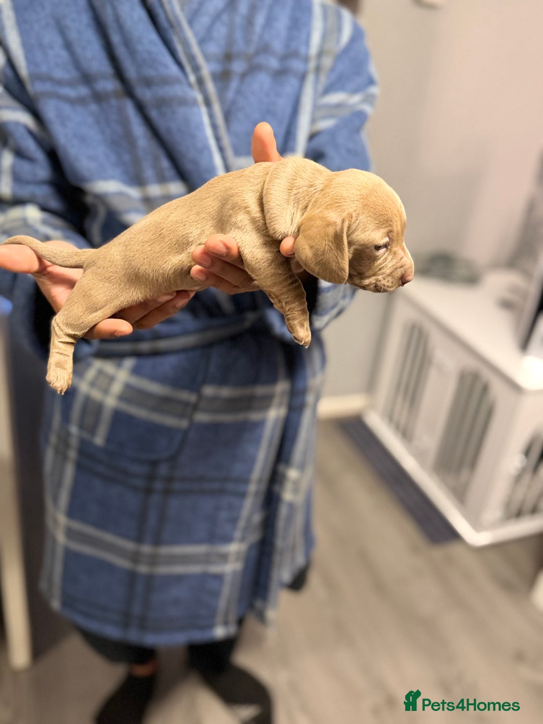 Miniature Dachshund dogs for sale: Miniature dachshunds  - Advert 2