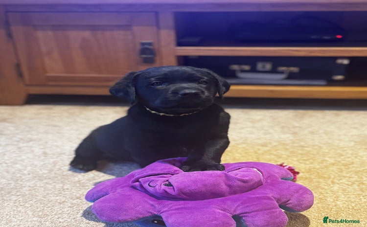 Labrador Retriever dogs - Advert 3