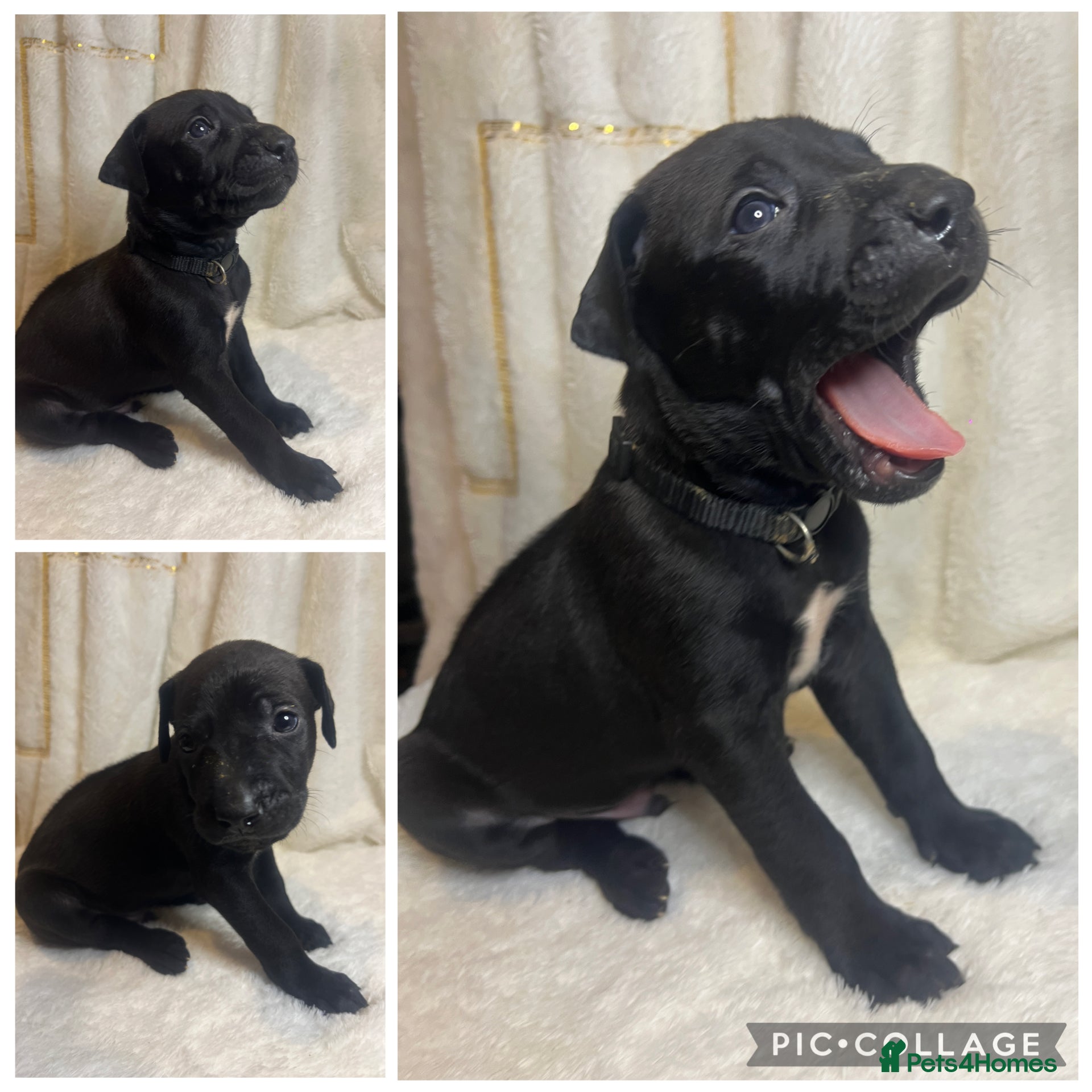 Mixed Breed dogs Rhodesian Ridgeback cross puppies - Advert 2