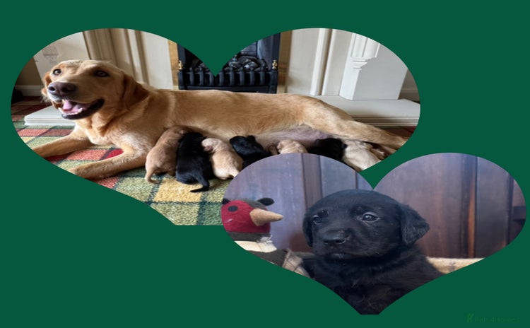 Labrador Retriever dogs - Advert 4