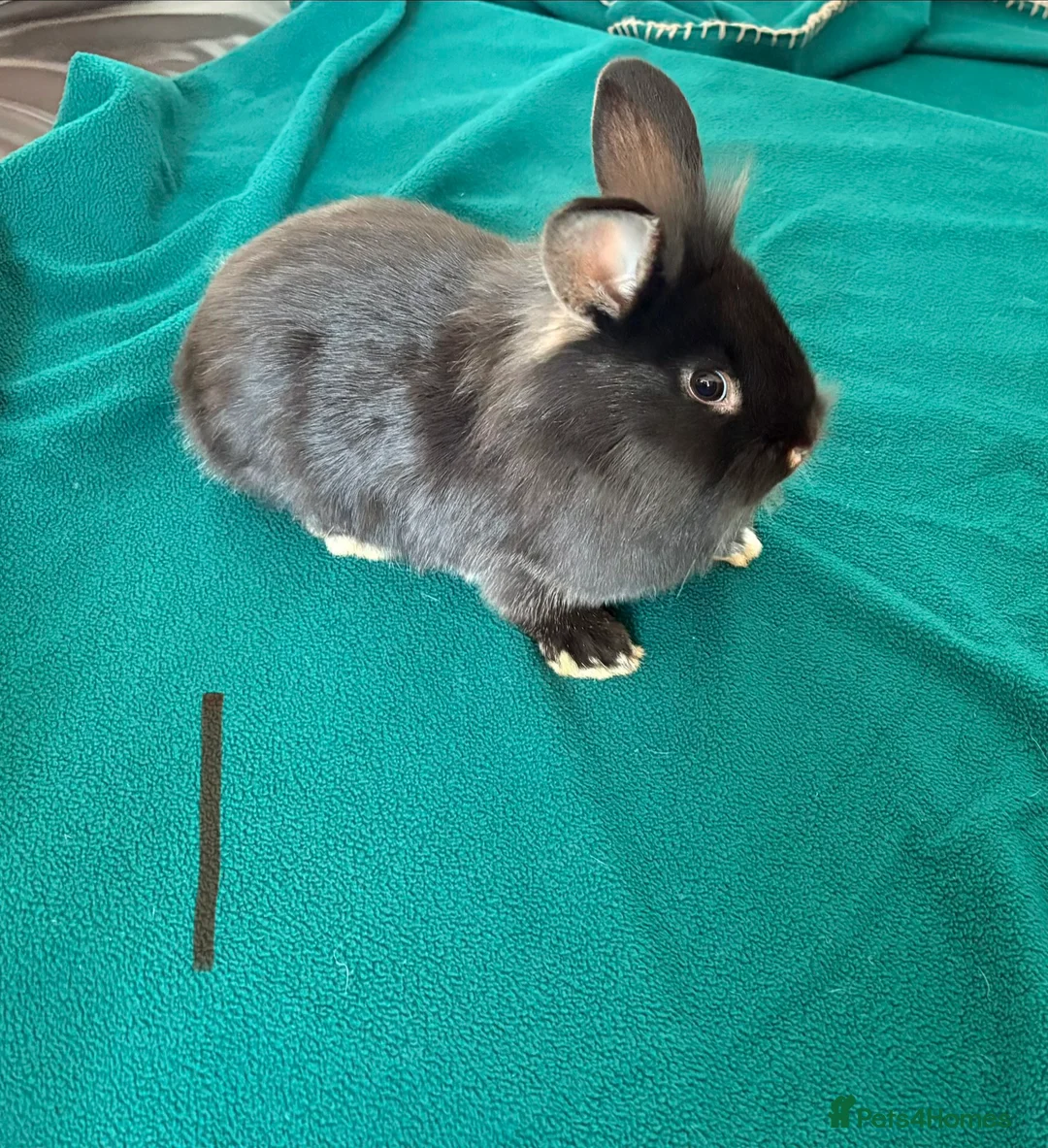 Mixed Breed rabbits for sale: 3 boys for sale  - Advert 2