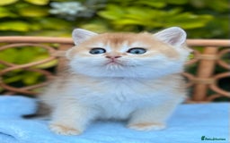 British Shorthair cats for sale: Ready to go Golden BSH Kittens Champ line  in March - Image 9
