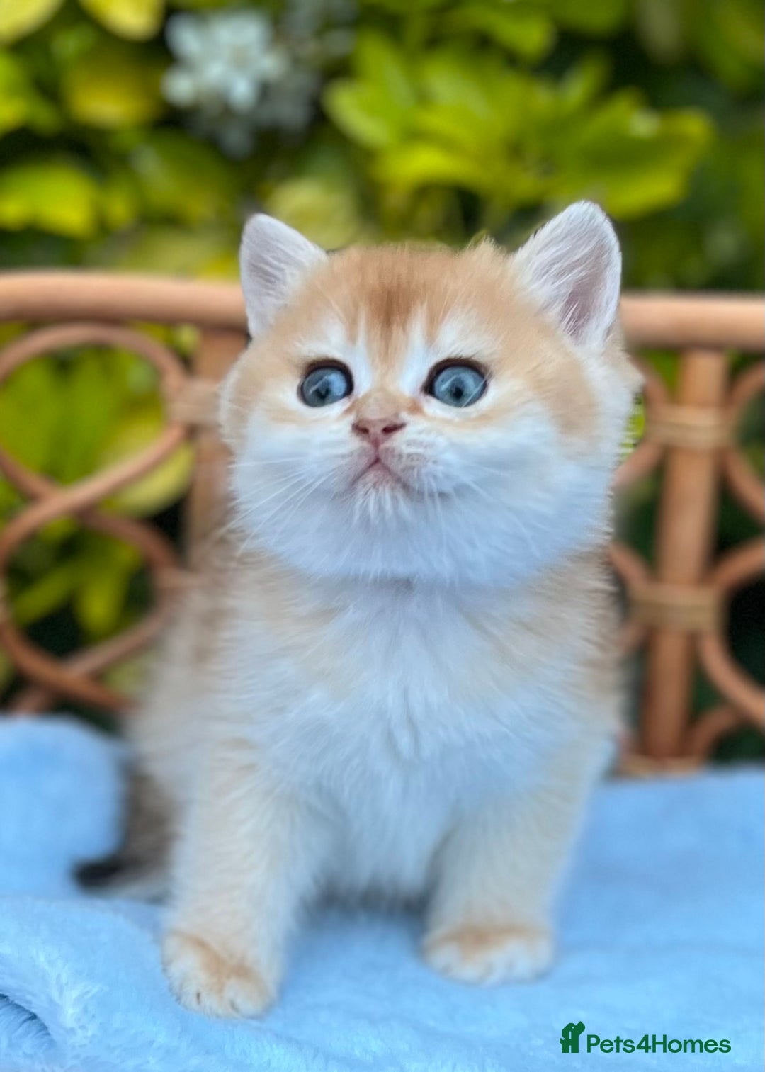 British Shorthair cats for sale: Ready to go Golden BSH Kittens Champ line  in March - Image 9