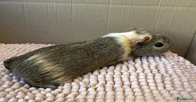 Guinea Pig rodents - Advert 4