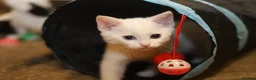 Domestic Shorthair cats for sale: Stunning Kittens | Bella's Litter | Ready Now - Advert 7