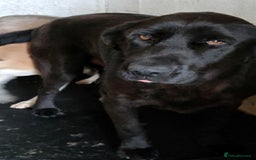 Mixed Breed dogs for adoption: 🐾💖 Teddy – A Black Pearl with a Golden Soul 💖🐾 - Image 4