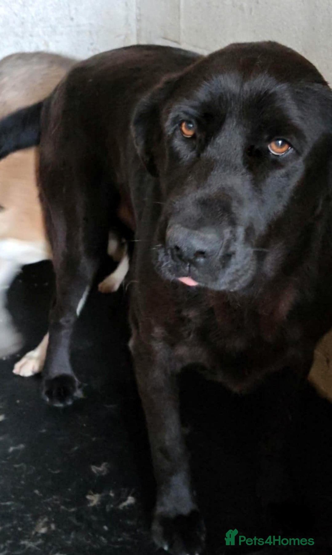 Mixed Breed dogs for adoption: 🐾💖 Teddy – A Black Pearl with a Golden Soul 💖🐾 - Image 4