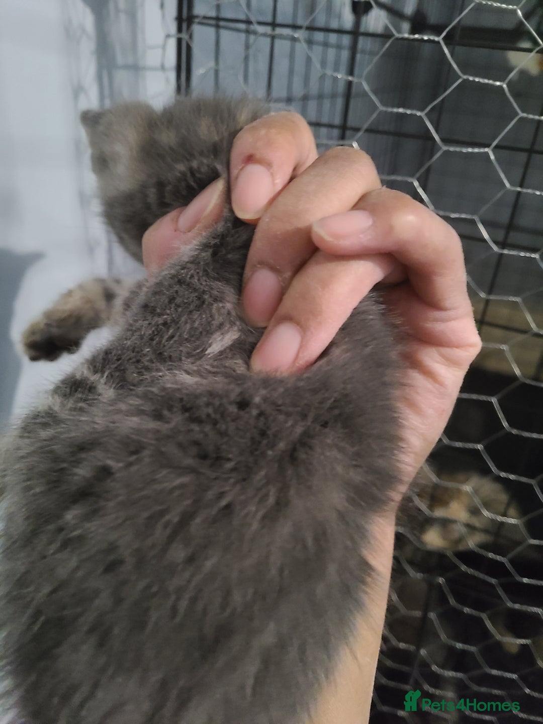 Ragdoll cats for sale: Kittens for sale - Image 14