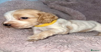 Cocker Spaniel dogs - Advert 2
