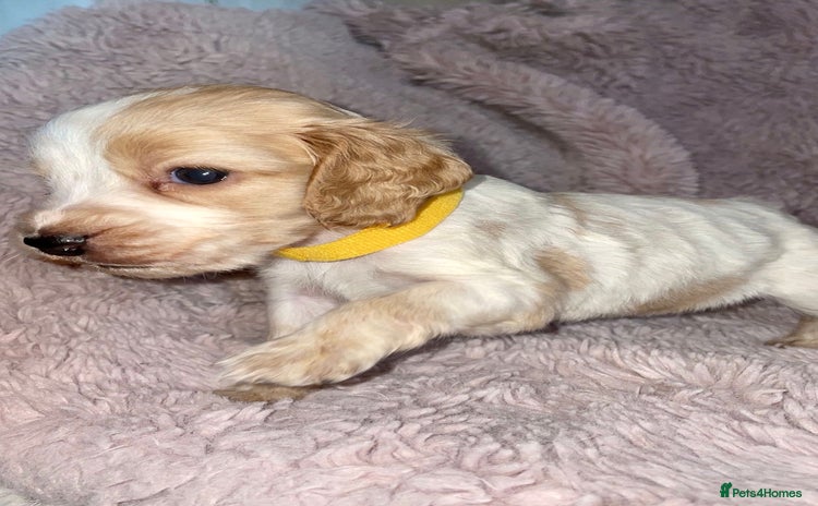Cocker Spaniel dogs - Advert 4