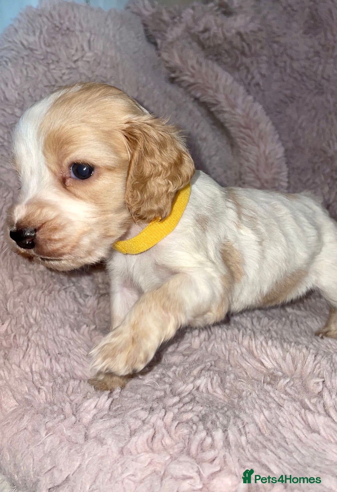 Cocker Spaniel dogs for sale: Stunning Cocker Spaniel Pups - Image 2