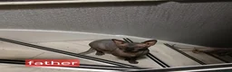 Sphynx cats for sale: Beautiful  Sphynx kitten for sale  - Advert 6