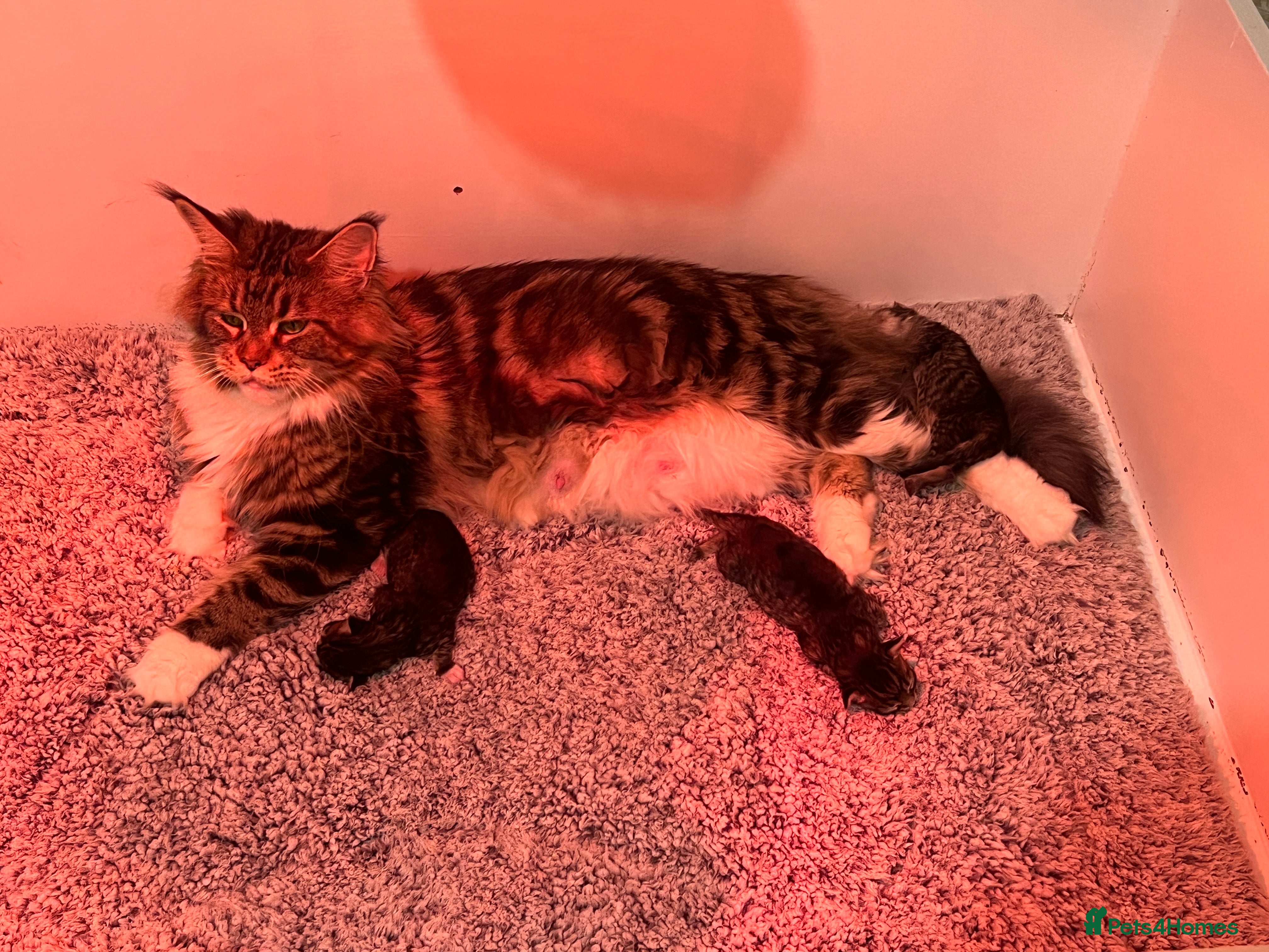 Maine Coon cats Maine coon kittens - Advert 4