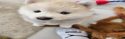 Pomsky dogs for sale: ​3 Stunning Blue-Eyed Pomsky Princesses in Addlestone - Advert 8