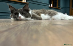 Maine Coon cats for sale: Beautiful Maine Coon Girl - Image 3