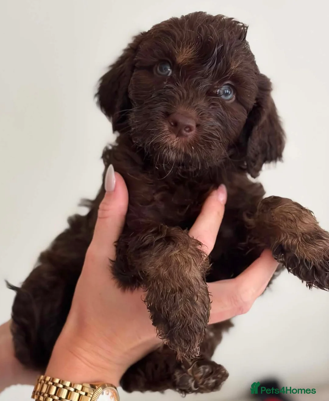 Cockapoo dogs for sale: Multi gen cockapoo puppies for sale. - Advert 1
