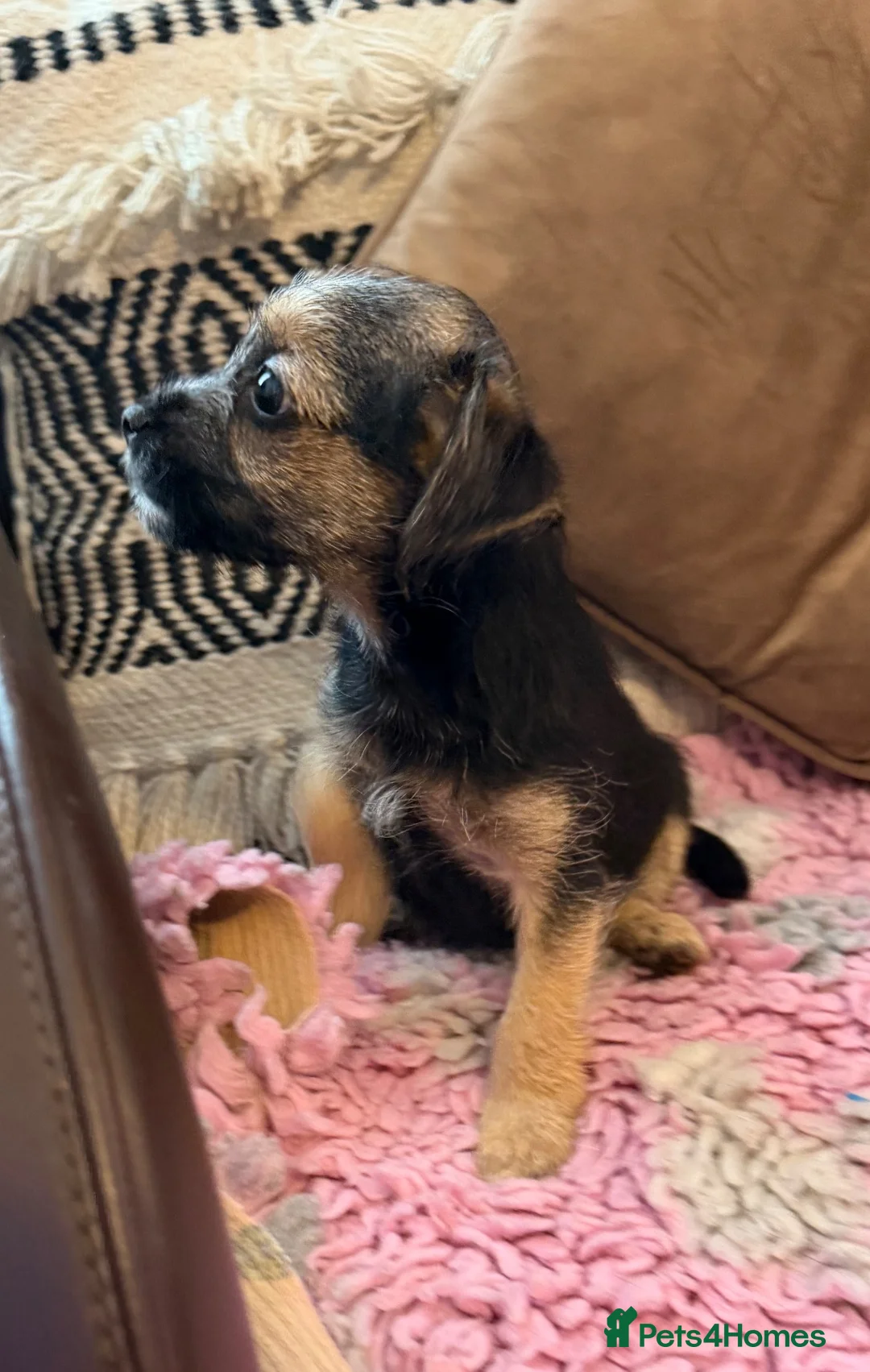 Mixed Breed dogs for sale: Beautiful border cross female puppy  - Advert 1