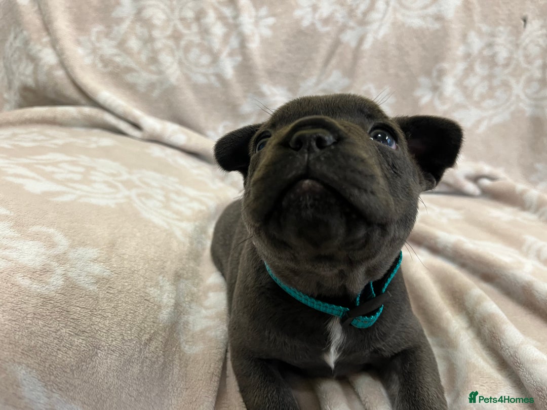 French Bulldog dogs for sale: Lovely Frenchies  - Advert 6