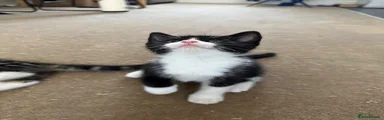 Tuxedo kitten