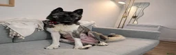 Akita dogs for sale: Beautiful Chunky American Akita Puppies - Advert 2