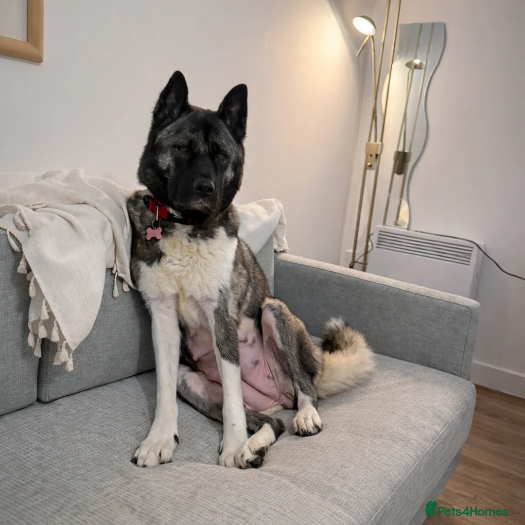 Akita dogs for sale: Beautiful Chunky American Akita Puppies - Advert 2