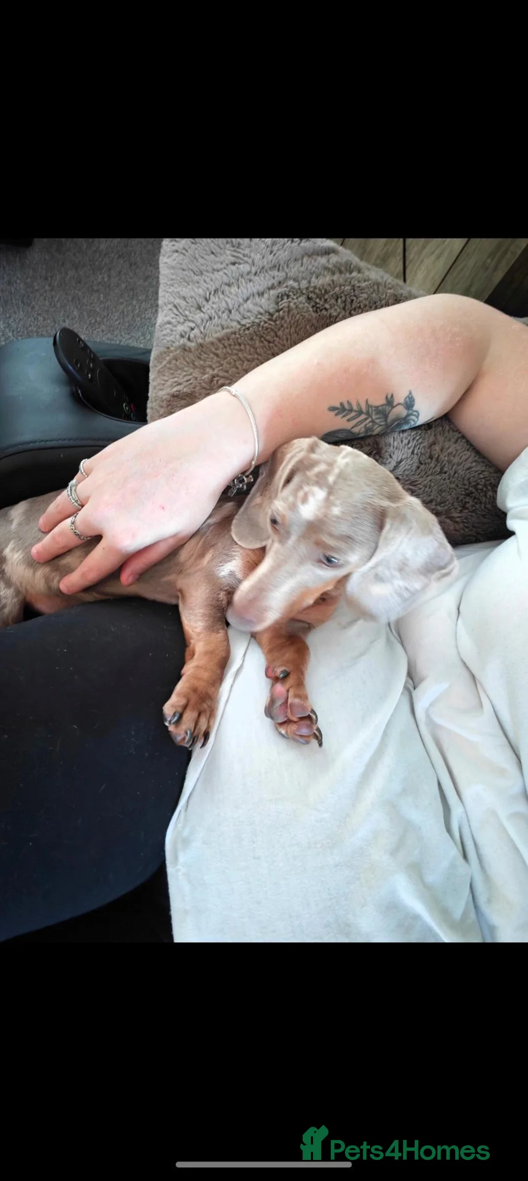 Miniature Dachshund dogs for sale: Miniature dachshund  - Advert 2