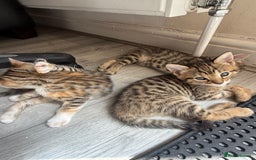 Mixed Breed cats for sale: Cutest Bengal X Kittens nearly ready to go!! - Image 11