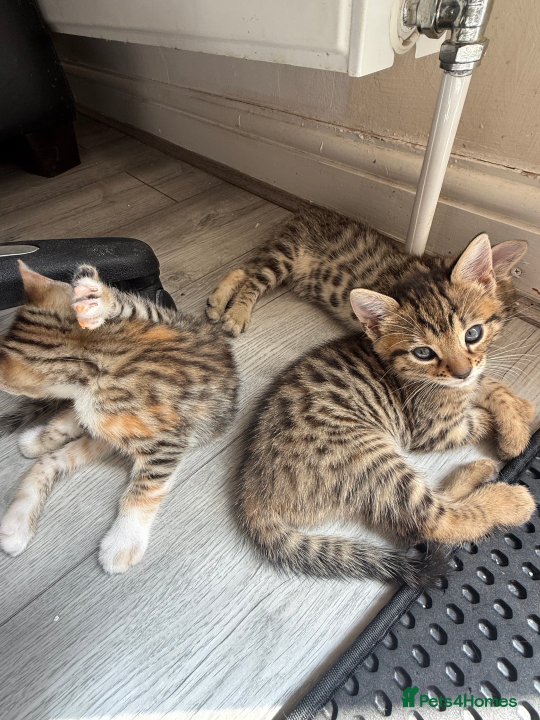 Mixed Breed cats for sale: Cutest Bengal X Kittens nearly ready to go!! - Image 11