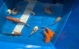 Koi Carp fish for sale: Various koi carp - Image 4