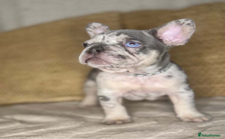 French Bulldog dogs - Advert 2