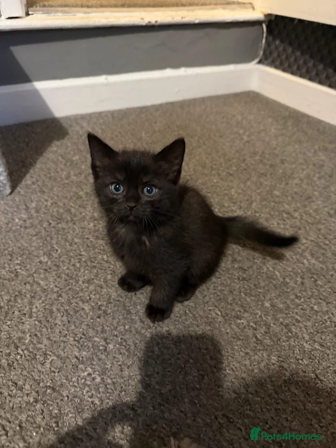 Mixed Breed cats for sale: Mixed ragdoll kittens for sale  in Coventry - Advert 2